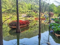 -深圳仙湖植物园