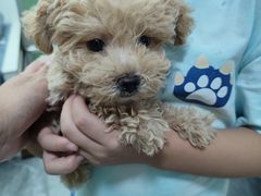 -翊宠yipet猫狗购宠庄园犬舍•猫舍