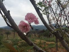 -天适樱花悠乐园