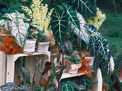 -杭州植物园