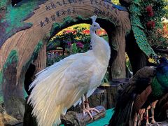 -西双版纳原始森林公园