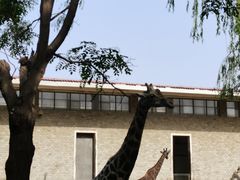 -石家庄市动物园