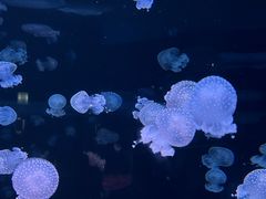 -欢乐海岸海洋奇梦馆