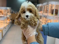 -翊宠yipet猫狗购宠庄园犬舍•猫舍