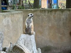 -合肥野生动物园