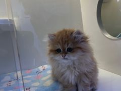 -小猫来了·猫舍(红山六九七九店)