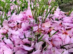 -苏州河梦清园环保主题公园