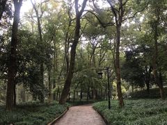 -西湖外事游船(花港观鱼码头)