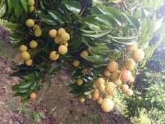 -银瓶嘴森林公园