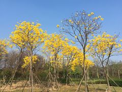 -顺峰山公园