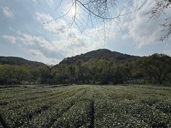 -龙井壹号·茶缘山景宴(龙井村店)