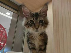 -爪爪喵星球·猫舍(益田假日里店)