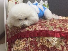 -瑞派福兴宠物医院犬猫全科·骨科·中西医结合(河东店)