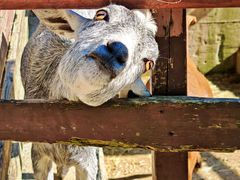 -神户市立六甲山牧场