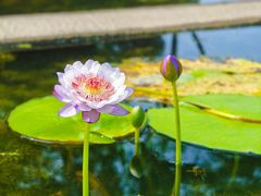 -中国科学院华南植物园