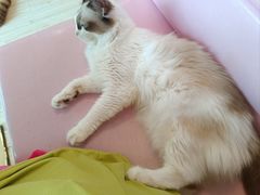 -Sweet cat·星愿猫咖(国贸大厦店)