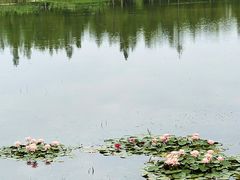 -白鹭湾湿地公园