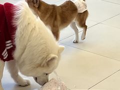 -怪兽屋·羊驼·猫咖·狗咖(俊华广场店)