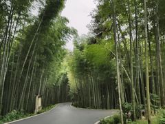 -潜山国家森林公园