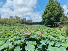 -海天湖公园