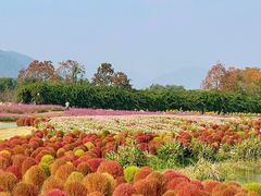 -径山花海