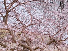 -桃花堤公园