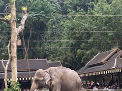 -野象谷景区
