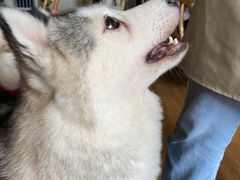 -Husky Go! 哈士奇体验馆·宠物咖啡厅狗咖
