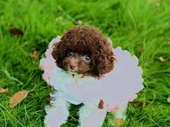 -鑫艺宠物美容培训学校