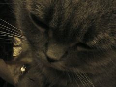 android_upload_pic-猫色咖啡·猫咖