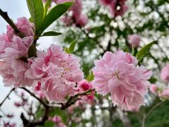 -海棠花溪(元大都城垣遗址公园)