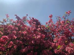 -木兰云雾山