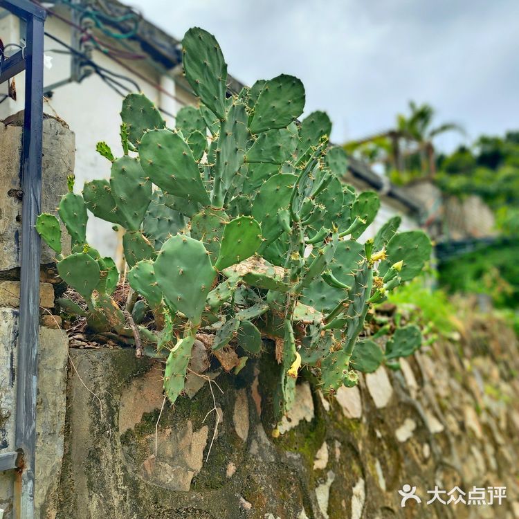 土豆姐姐/曾经的深圳小镰仓去哪里了