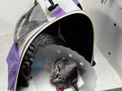 -纳吉亚猫专科动物诊疗中心(蒋宅口分院)