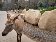 -北京野生动物园