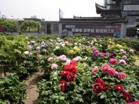 -曹州百花园