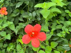 -三圣花乡旅游区