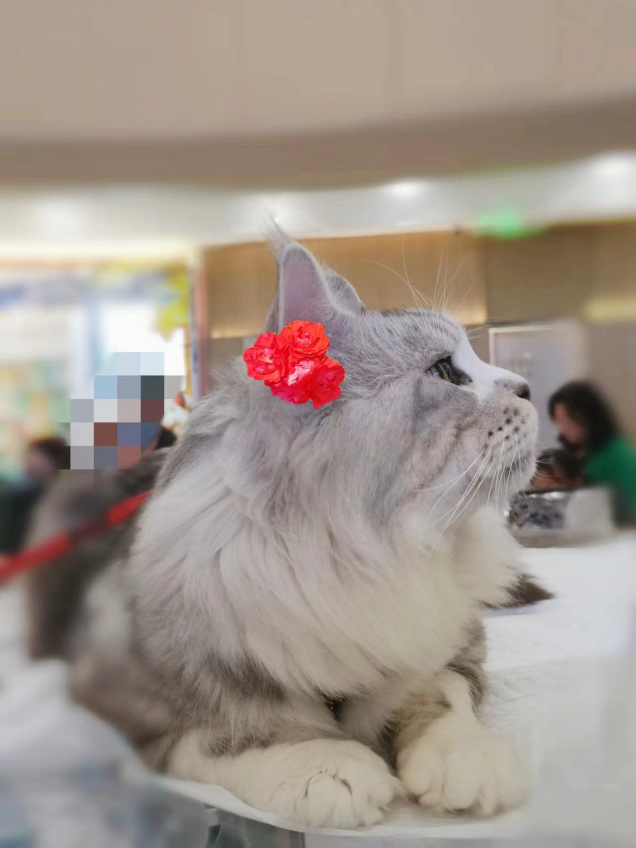 头戴红花的俊秀缅因