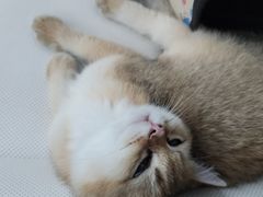 -中农国际动物医院24小时·猫科·骨科·急重症中心