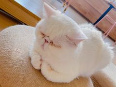-猫腻·猫咖·撸猫馆(星光大道店)