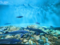 -太平洋海底世界