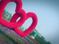 -荷兰花海