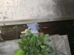 -旺顺阁鱼头泡饼(小红门店)