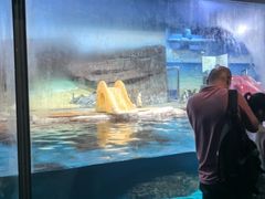 -海合安武汉极地海洋公园
