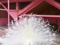 -J Create城市露营咖啡·简餐·宠物(上海动物园店)