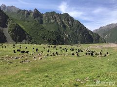 -祁连山草原