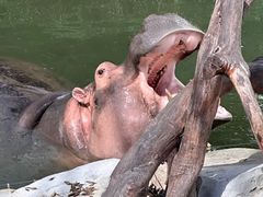 -上海野生动物园