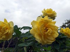 -人民公园(罗湖区)