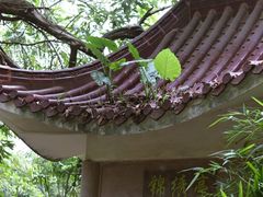 -大屏嶂森林公园