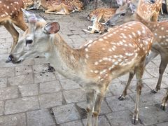 -北京鹿世界主题园